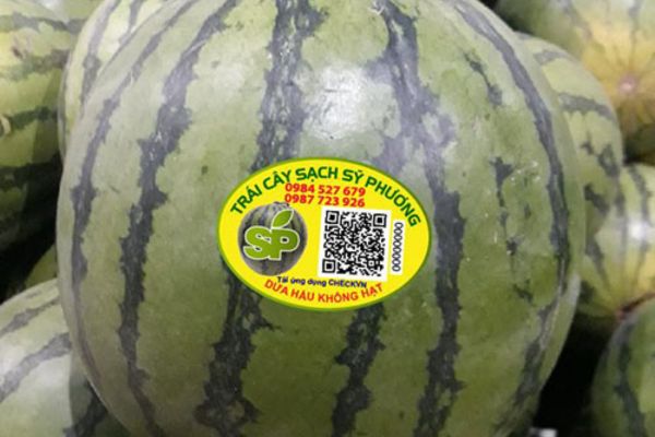 Mẫu tem nhãn dán dưa hấu có mã QR truy xuất nguồn gốc