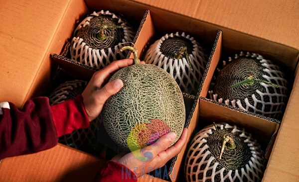 Mẫu thùng carton đựng dưa lưới có vách ngăn