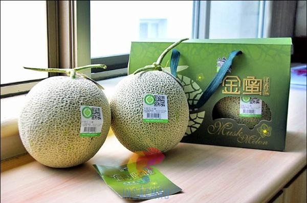 Mẫu hộp đựng dưa lưới có quai xách